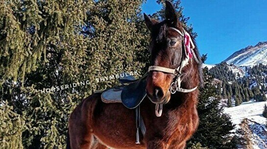 Конный клуб Shymbulak horse riding