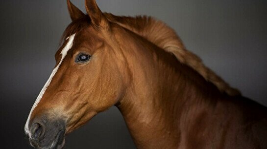 Турнир по рабочей выездке Working Equitation