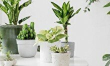 Обмен растениями PlantCrossing