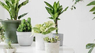 Обмен растениями PlantCrossing