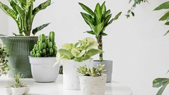Обмен растениями PlantCrossing