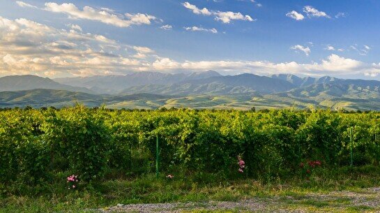 Мастер-класс «Локальный терруар. Вина Arba Wine»