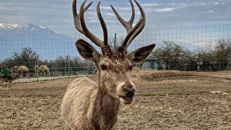 Оленья ферма, Чиноркент и Чарвак с Еленой Беловой на 1 день (Узбекистан)