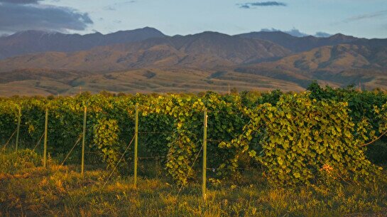 Субботний тур на виноградники Arba Wine